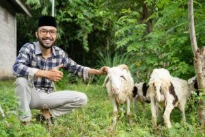 help stray animals
